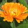 calendula