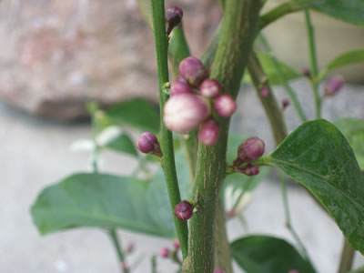 lemon tree blossoming soon