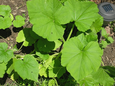 pumpkin plant