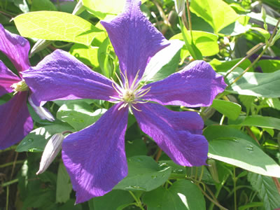 Clematis