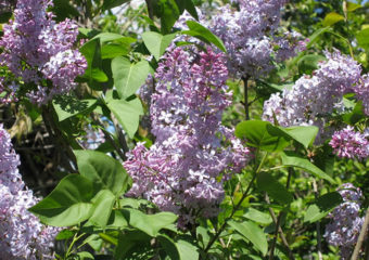 lilacs