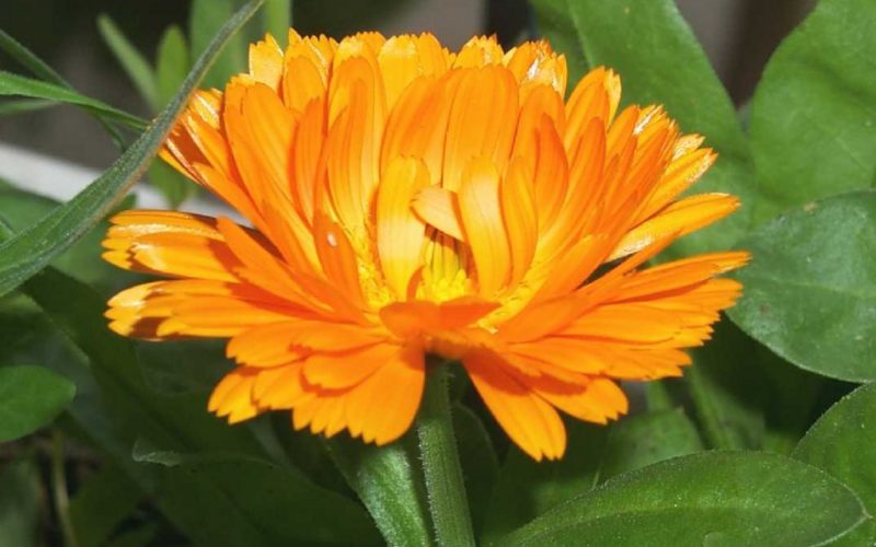 calendula